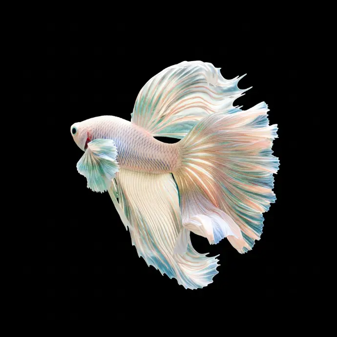 white betta fish 