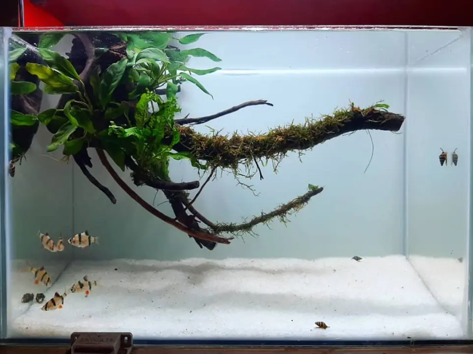 planted drift wood 