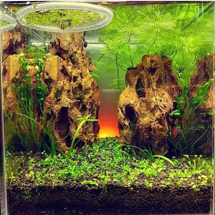 sun rise aquascape 
