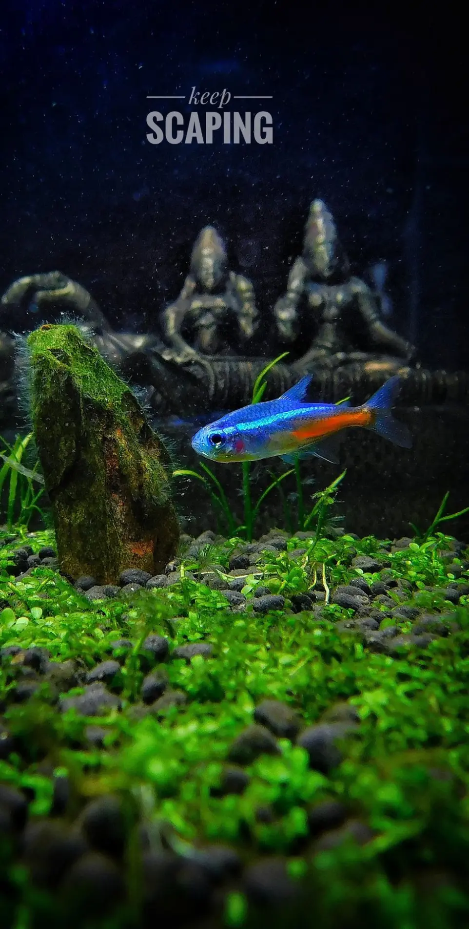 neon tetra 