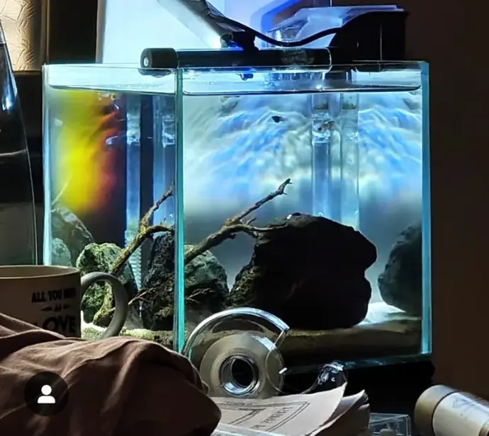 nano non planted aquarium 